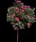 Pink Knock Out® Rose Tree — design image 1