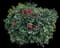 Tropical Hibiscus Tree — design image 6