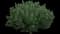 Mugo Pine — design image 5