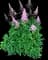 Japanese Astilbe — design image 3