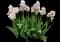 Tulip 'Apricot Pride' — design image 3