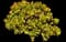 Jade Plant — design image 6