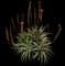 Torch Aloe — design image 21