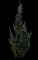 Robusta Green Juniper — design image 1