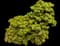 Jade Plant — design image 10