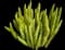 Asparagus Fern Plant — design image 3