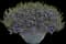 Laguna® Sky Blue Lobelia — design image 6