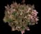 La Vida Grande Indian Hawthorn — design image 3