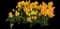 Tulip 'Royal Georgette Bunch Flowering' — design image 1