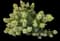 Panicle Hydrangea — design image 15