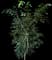 Weeping Fig Tree — design image 4