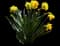 Wild Daffodil — design image 26