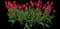 Tulip 'Wilja Single Late' — design image 1