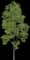 Grey Alder — design image 3