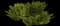 Creeping Juniper — design image 8