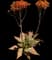 Soap Aloe — design image 6