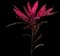 'Red Sister' Cabbage Palm — design image 28