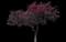 Newport Flowering Plum — design image 3