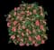 Camellia Early Wonder® — design image 1
