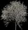Apple Tree — design image 7