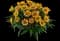 Solanna™ Bright Touch Coreopsis grandiflora — design image 1