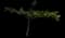 Indian Almond — design image 7