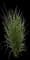 Little Zebra Dwarf Maiden Grass — design image 1