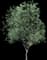 Kentucky Coffee Tree — design image 1