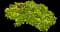 Jade Plant — design image 16