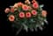 City Lights Apricot Glow dahlia — design image 1