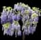 Chinese Wisteria — design image 4