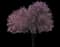 Newport Flowering Plum — design image 5