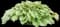Hosta Plants — design image 5