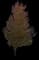 Silver Maple Tree — design image 6