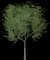 Japanese Walnut — design image 1