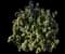 Leatherleaf Viburnum — design image 2
