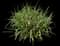 Maiden Grass — design image 1