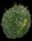 Evergreen Japanese Euonymus Shrub — design image 18