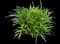 Lily Turf Grass — design image 26
