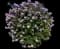Common Lilac — design image 1