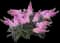 Pugster® Dwarf Butterfly Bush — design image 4
