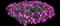 Pink Fire™ Cheddar Pink — design image 1