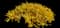 Forsythia Shrub — design image 14