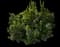 Castle Keep® Blue Holly — design image 2