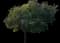Avocado Tree — design image 1