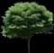 Green Vase Zelkova — design image 1