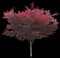 Emperor I® Japanese Maple Tree — design image 6