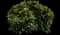 Creeping Mahonia — design image 6