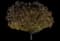American Elm Tree — design image 2