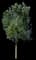 Cottonwood Tree — design image 1